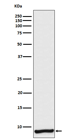 1 - Anti-Apolipoprotein CI Rabbit Monoclonal Antibody ABO15644
