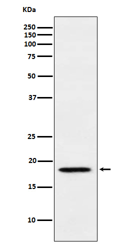 1 - Anti-MTH1 Rabbit Monoclonal Antibody ABO15647