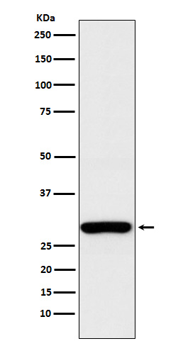 1 - Anti-Aly Rabbit Monoclonal Antibody ABO15648
