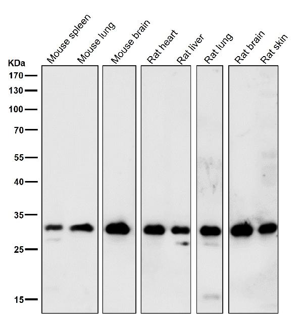 1 - Anti-Aly Rabbit Monoclonal Antibody ABO15648