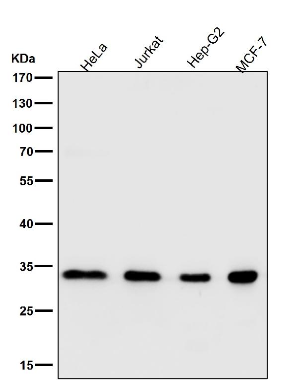 1 - Anti-Aly Rabbit Monoclonal Antibody ABO15648