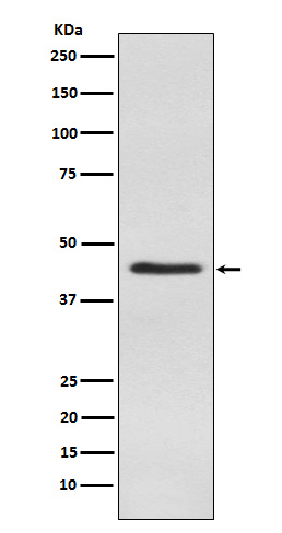 1 - Anti-Inhibin alpha Rabbit Monoclonal Antibody ABO15649