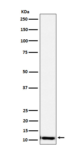1 - Anti-SPINK1 Rabbit Monoclonal Antibody ABO15650
