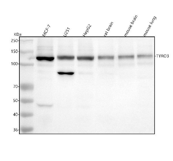 1 - Anti-TYRO3 Rabbit Monoclonal Antibody ABO15653