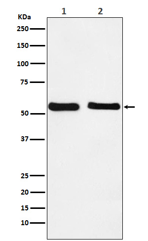 1 - Anti-KLF10 Rabbit Monoclonal Antibody ABO15656