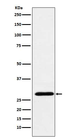1 - Anti-RGS18 Rabbit Monoclonal Antibody ABO15658