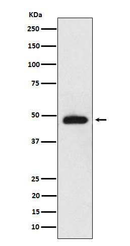 1 - Anti-NeuroD2 Rabbit Monoclonal Antibody ABO15664