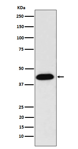 1 - Anti-NUDC Rabbit Monoclonal Antibody ABO15665