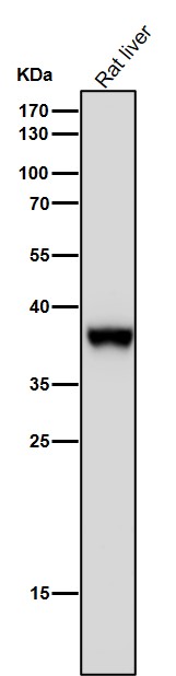 1 - Anti-FBP1 Rabbit Monoclonal Antibody ABO15666