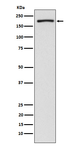 1 - Anti-EHMT2/G9A Rabbit Monoclonal Antibody ABO15667