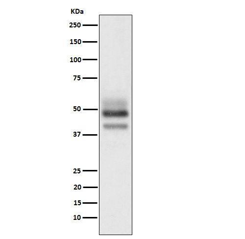 1 - Anti-SKP2 Rabbit Monoclonal Antibody ABO15669