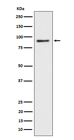 1 - Anti-CD239 Rabbit Monoclonal Antibody ABO15670