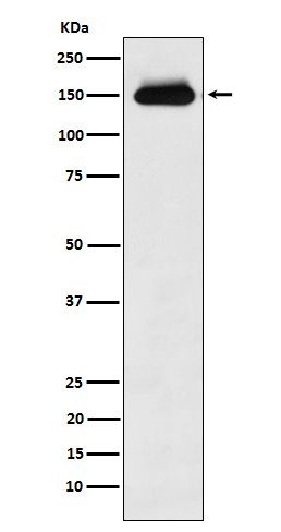 1 - Anti-Timeless Rabbit Monoclonal Antibody ABO15672