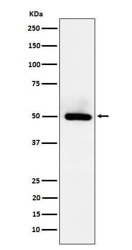 1 - Anti-BMP15 Rabbit Monoclonal Antibody ABO15674