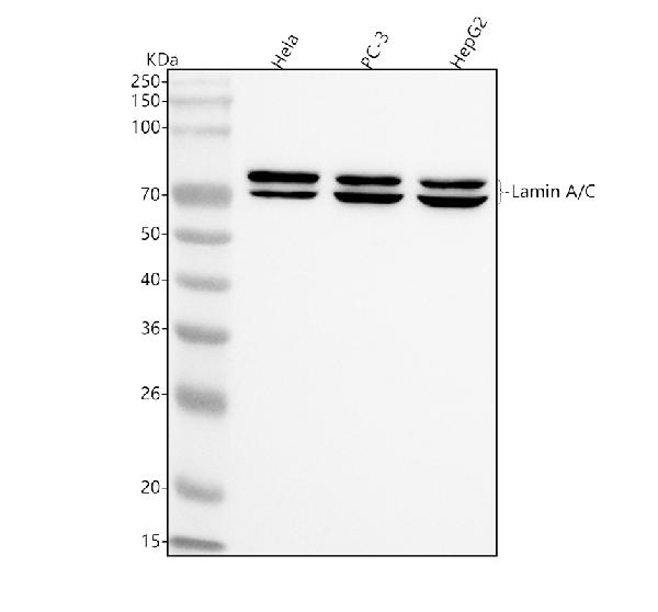 1 - Anti-Lamin A/C Rabbit Monoclonal Antibody ABO15677