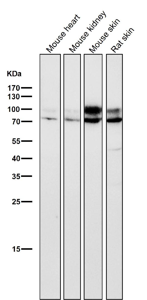 1 - Anti-Lamin A/C Rabbit Monoclonal Antibody ABO15677