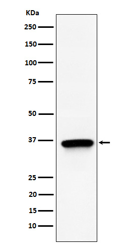 1 - Anti-TIMM50 Rabbit Monoclonal Antibody ABO15678