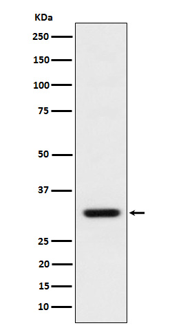 1 - Anti-BCL2L12 Rabbit Monoclonal Antibody ABO15679