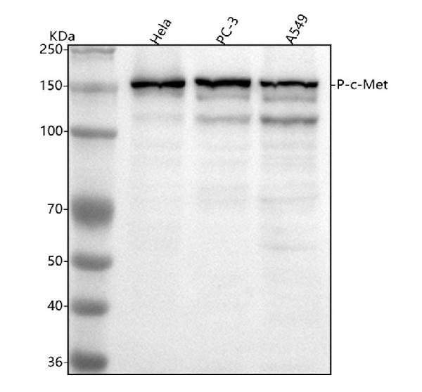 1 - Anti-Phospho-Met (c-Met) (Y1349) Rabbit Monoclonal Antibody ABO15680