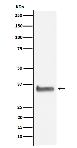 1 - Anti-NEK7 Rabbit Monoclonal Antibody ABO15681