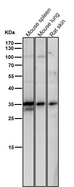 1 - Anti-NEK7 Rabbit Monoclonal Antibody ABO15681