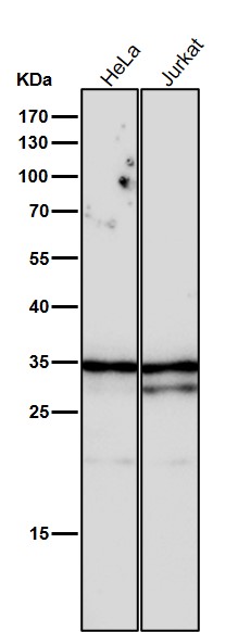 1 - Anti-NEK7 Rabbit Monoclonal Antibody ABO15681