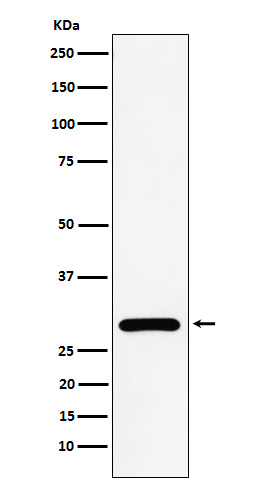 1 - Anti-NEK6 Rabbit Monoclonal Antibody ABO15682