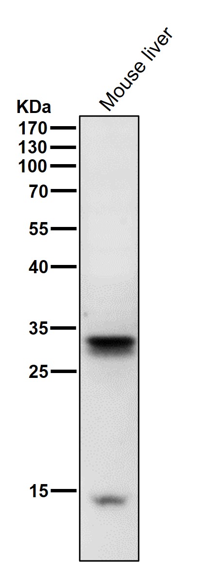 1 - Anti-NEK6 Rabbit Monoclonal Antibody ABO15682