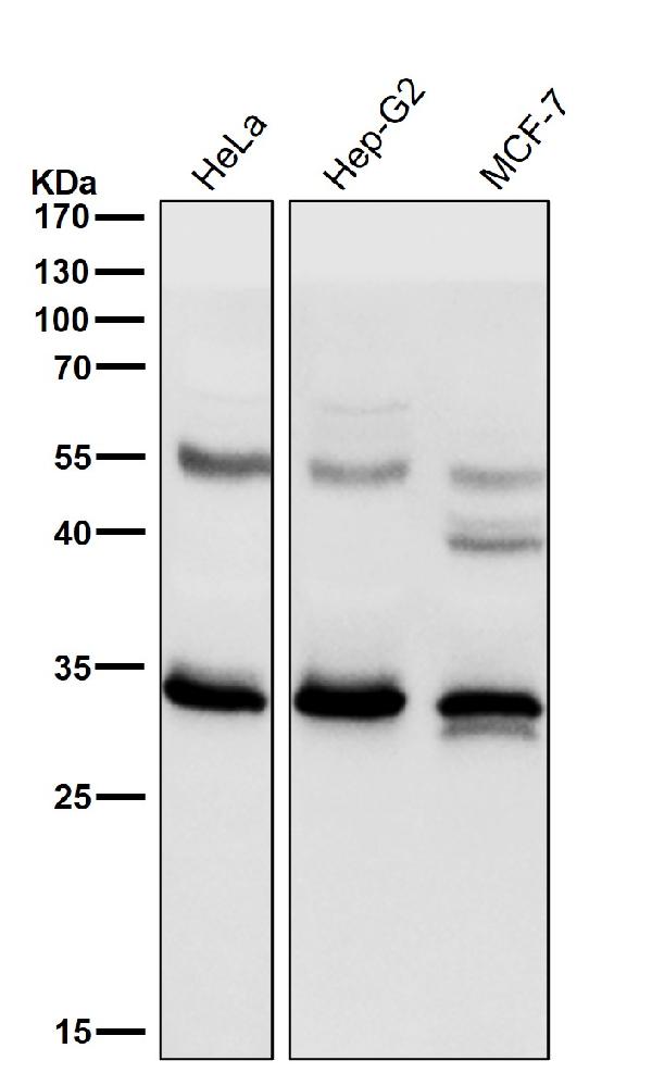 1 - Anti-NEK6 Rabbit Monoclonal Antibody ABO15682