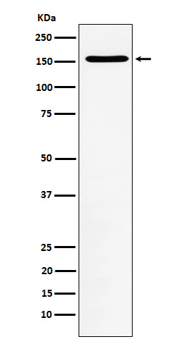 1 - Anti-WAPL Rabbit Monoclonal Antibody ABO15683