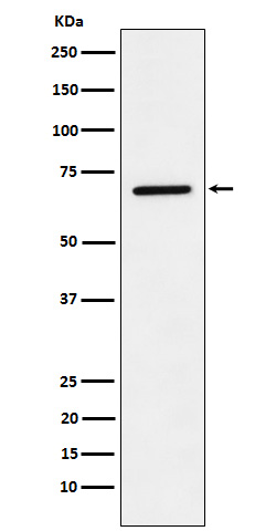 1 - Anti-LTA4H Rabbit Monoclonal Antibody ABO15685