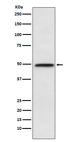 1 - Anti-NFIB / NF1B2 Rabbit Monoclonal Antibody ABO15687
