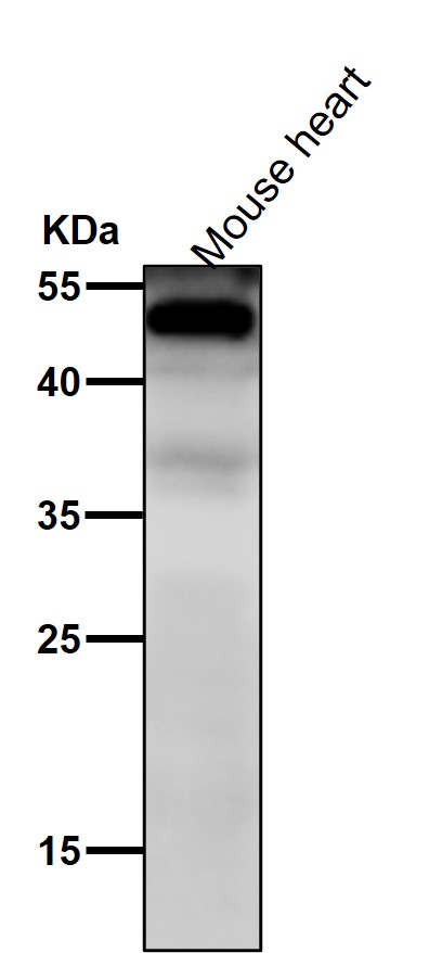 1 - Anti-NFIB / NF1B2 Rabbit Monoclonal Antibody ABO15687
