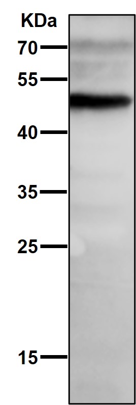 1 - Anti-NFIB / NF1B2 Rabbit Monoclonal Antibody ABO15687