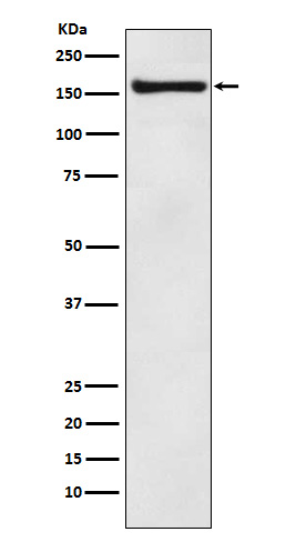 1 - Anti-COPA Rabbit Monoclonal Antibody ABO15688