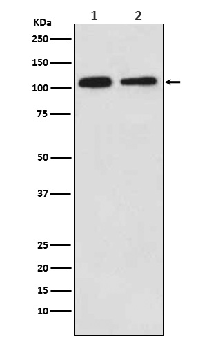 1 - Anti-Mov10 Rabbit Monoclonal Antibody ABO15691