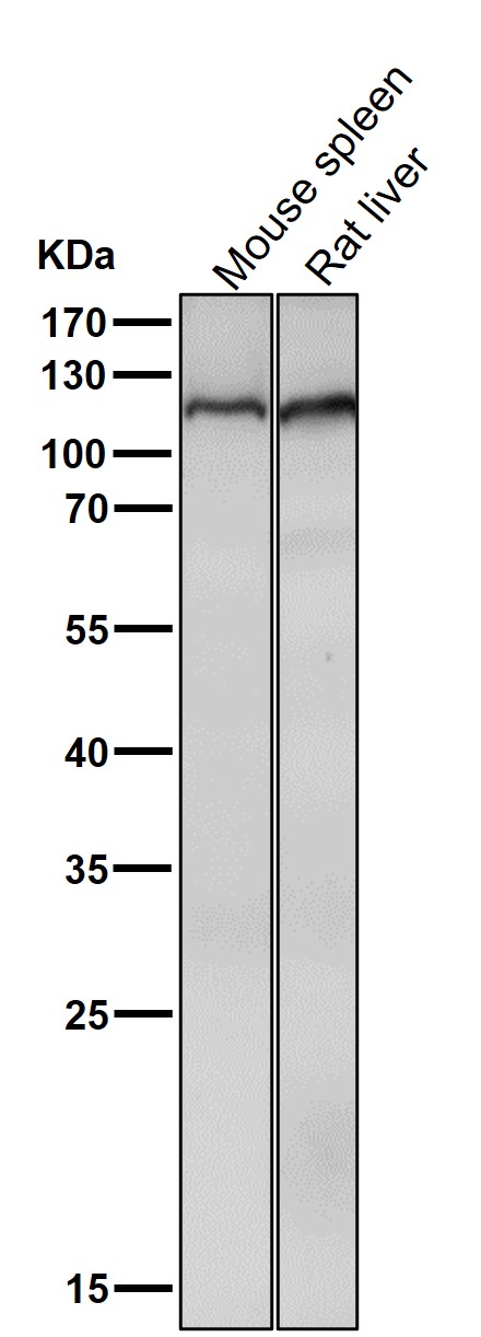 1 - Anti-Mov10 Rabbit Monoclonal Antibody ABO15691