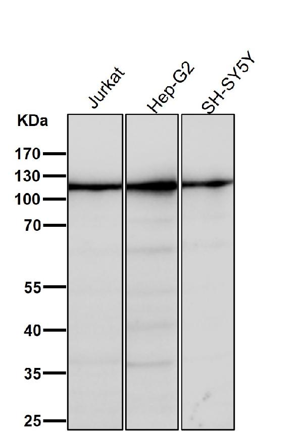 1 - Anti-Mov10 Rabbit Monoclonal Antibody ABO15691