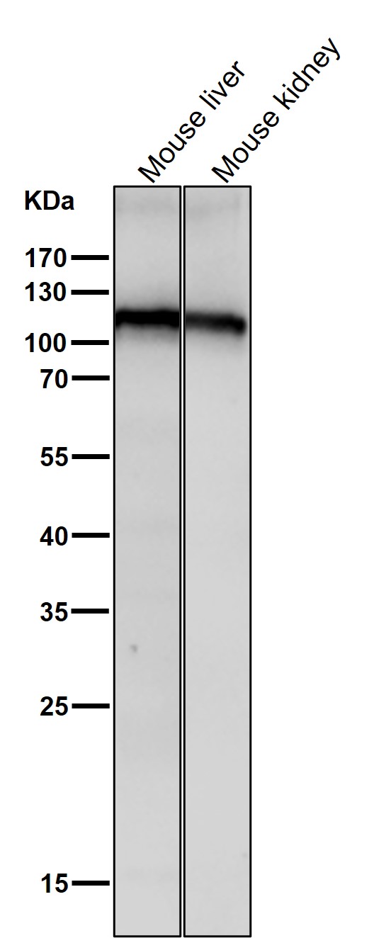 1 - Anti-Mov10 Rabbit Monoclonal Antibody ABO15691