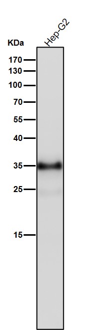 1 - Anti-IGFBP1 Rabbit Monoclonal Antibody ABO15692