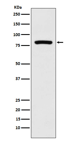 1 - Anti-MCAK Rabbit Monoclonal Antibody ABO15693