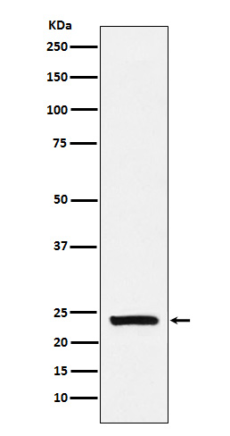 1 - Anti-Casein Rabbit Monoclonal Antibody ABO15694