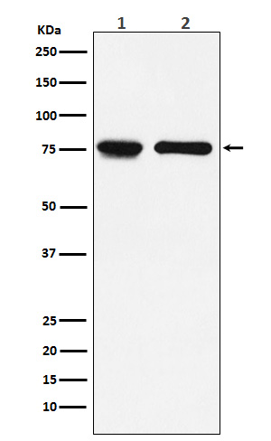 1 - Anti-IL7R alpha/CD127 Rabbit Monoclonal Antibody ABO15695
