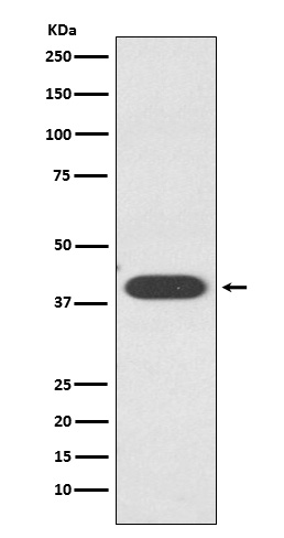 1 - Anti-ZA2G / AZGP1 Rabbit Monoclonal Antibody ABO15696