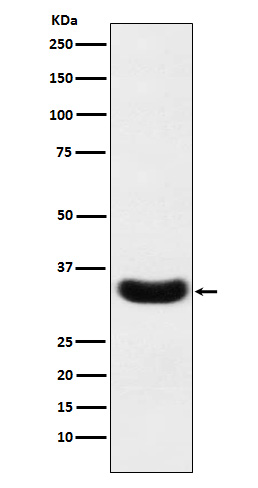 1 - Anti-Scramblase 1 Rabbit Monoclonal Antibody ABO15697