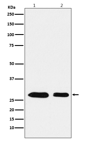 1 - Anti-PHAPI2 / APRIL Rabbit Monoclonal Antibody ABO15702