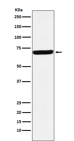 1 - Anti-G3BP Rabbit Monoclonal Antibody ABO15705