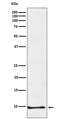 1 - Anti-Neuronatin Rabbit Monoclonal Antibody ABO15706