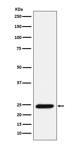 1 - Anti-Bmf Rabbit Monoclonal Antibody ABO15707