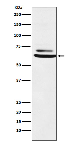 1 - Anti-ENT2 Rabbit Monoclonal Antibody ABO15711